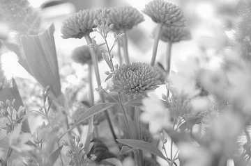 Soft Monotone